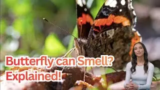 Butterflies Taste With Their Feet | Butterfly Facts