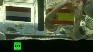 Paul the Octopus picks Spain to beat Netherlands in World Cup 2010