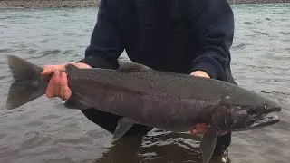 Bulkley River coho fishing
