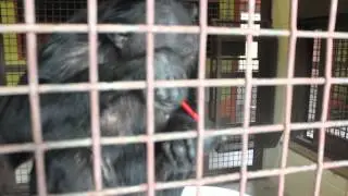 chimp using tools to get food