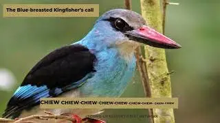 The  Call of the Blue-Breasted Kingfisher
