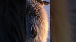 Meet the Only Animal That Evolves for Slow Motion!