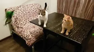 Cat Logic: Hunting | One More Cat