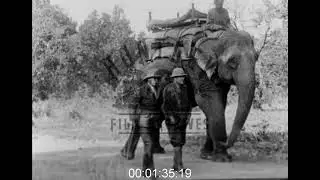 British Colonists Hunt Tigers in India, 1910s - Archive Film 1083252