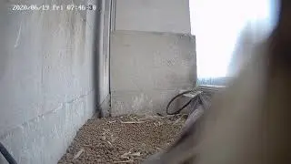 2020061907 Pair bonding behaviour