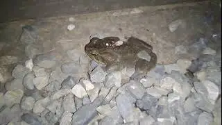 dikke pad