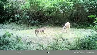 Blacktail doe with her spotted fawn