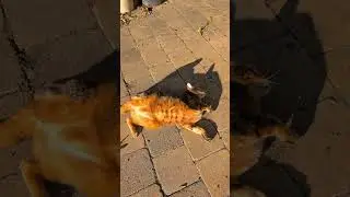 Bengal Cat Rolls In the Sun Outside