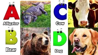 ABC Animals song,Alphabet Song for Kids,Fun Learning Video,Koko Study Class 2026