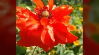 Poppy flower(Papaver somniferum)
