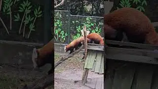 zoo G&ouml;rlitz,  beautiful animal,  red panda 🐼