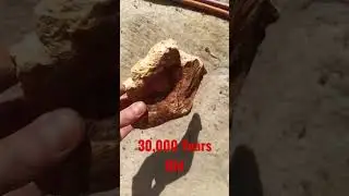 30,000 Year Old Swamp Kauri Tree Gum Nz #2023