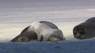 лолик тролик