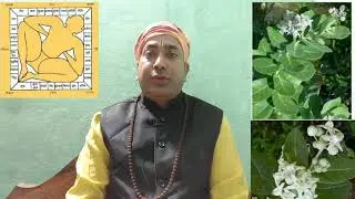 ଅରଖ ଗଛ ଓ ବାସ୍ତୁ  ପ୍ରତିକାର