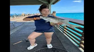 Fishing With Live Pilchards | Juno Beach Pier Fishing