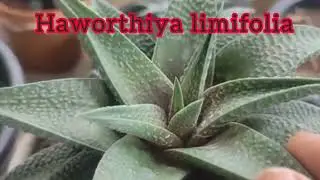 Another beautiful cactus plant.