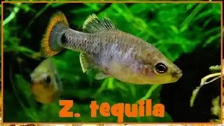 Zoogoneticus tequila - Webb & Miller, 1998 - (Goodeidae) - 30/12/2016