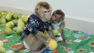 Monkey DouDou Eat Passion Fruit With Bono & GiGi
