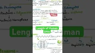 Length of HuMan DNA