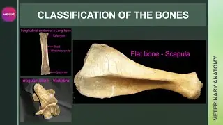 Classification of the Bones | Osteology | Veterinary Anatomy | Vetscraft