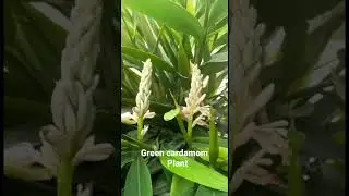 Green cardamom plant #spices plant #2023 #shorts