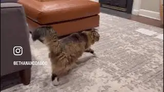 Crosby the Cat Votes in House Presidential Election