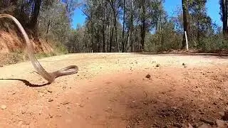 Snake jump #kingcobra 