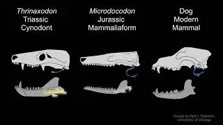 Evolution of the swallowing function displayed by newly unearthed fossil