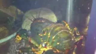 Spiny crawfish monster,Euastacus spinifer (The Giant Spiny Crayfish)
