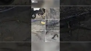The most critically endangered species of Afghanistan&nbsp;Short Trailer