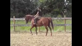 Beautiful hunter/jumper prospect for sale!