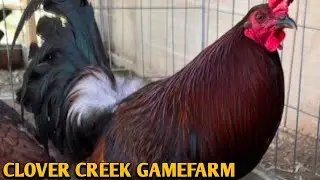 Penny Hatch Cowan Kearney - CLOVER CREEK FARM