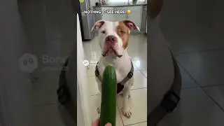 Big babys. #puppy #funny #puppyfails