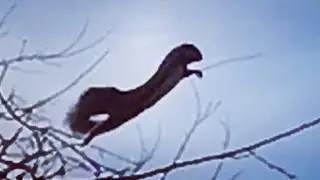 БЕЛКИ РАЗЫГРАЛИСЬ