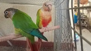Pineapple #conure Handfeeding chicks sale 🤙 9994151864 #theni Transport Possible #pets #birds #hobby