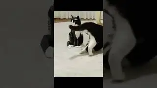 Tuxedo Cat vs. LEGO Tuxedo Cat #lego #cat