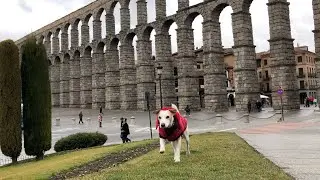 Pipper en Segovia - &iexcl;Viaja con tu perro!