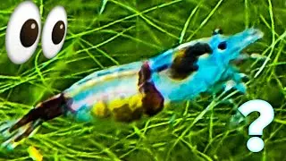 CRAZY Shrimp Breeding Project - Mixing Shrimp Colors - Mad Scientist Shrimp Breeder