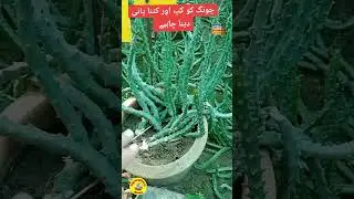How and how much water should be given to Chong || How to Irrigate Caralluma