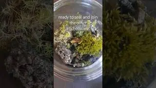 Ecosystem build. How to make a moss rock for hardscape. Terrarium in a cookie jar. Plants and bark