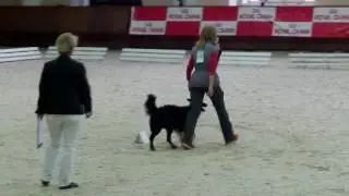 WC Obedience Moscow 2016 Final: Start no 17 Fedorova Russia Positions under march - 5th place