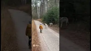 #kangal #alabai #doghero #protector Kangal saves child from wolf 🐺💪 Real forest security cam foota