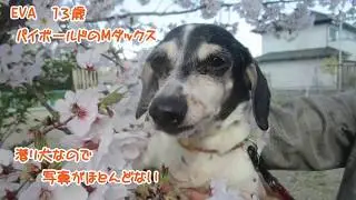 EVA１３歳ジャンプが怪しくなってきた