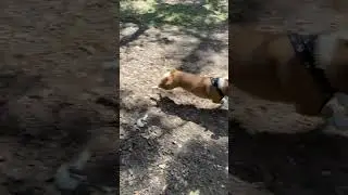 LOKI SAYS, BET YOU CAN'T CATCH ME!!!