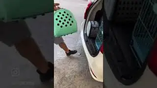 Animal Rescue in Lebanon