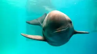 ilkae - porpoise!