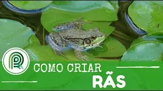Confira as técnicas para a criação de rãs