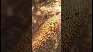 Pente de Macaco 🐒,  voc&ecirc; j&aacute; tinha visto ? #curiosidades #pescaria a