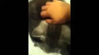 Manecoon cats!!!