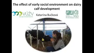 [Katar&iacute;na Bučkov&aacute;] Effect of early social environment on dairy calf development